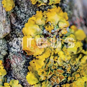 Vinilo LP Greus ‎– Greus