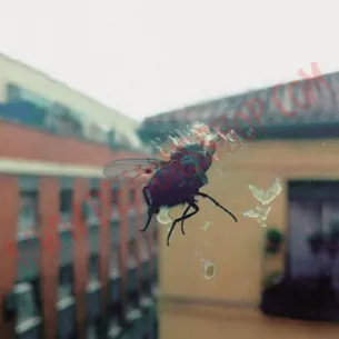 Vinilo LP Biznaga - Gran pantalla